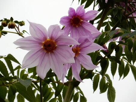 【花の写真】皇帝ダリア 皇帝ダリア,コウテイダリア,植物の写真素材