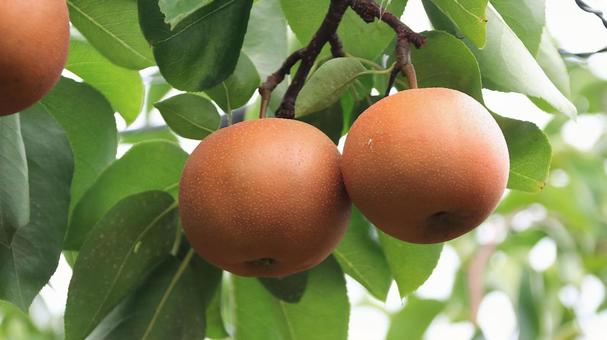 Photo, pear, chojuro, japanese pear, 