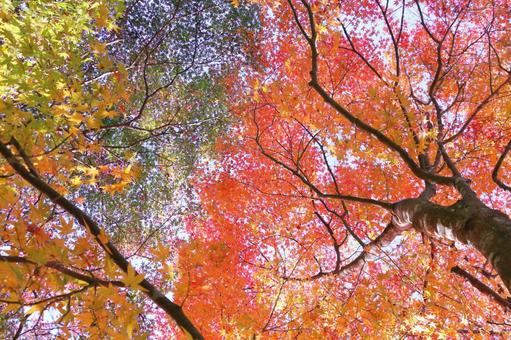 秋の風景 紅葉 秋の風景 紅葉 秋,紅葉,秋素材の写真素材