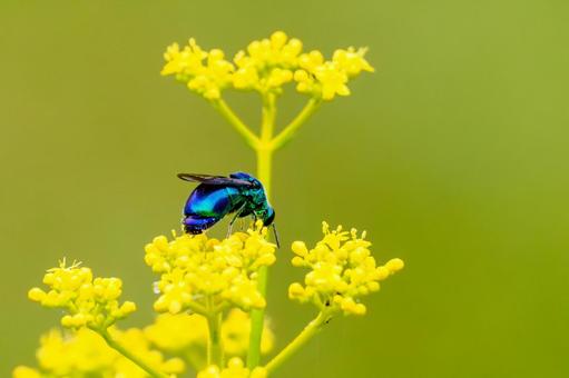 オオセイボ⒁ オオセイボ⒁ 蜂,オオセイボウ,宝石蜂の写真素材