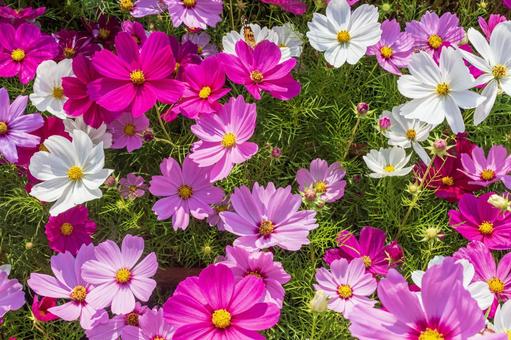 コスモス 花畑 9 コスモス 花畑 9 コスモス,花,秋桜の写真素材