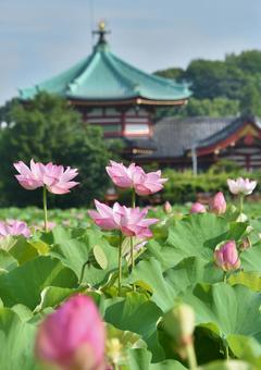 Ohga lotus of Shinobazu Pond, JPG