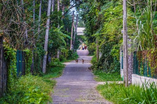 熱帯の道と動物 熱帯の道と動物 道路,犬,ヤシの木の写真素材