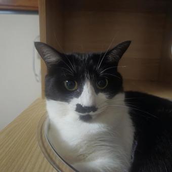 まんまるお目目のハチワレ姉猫 ハチワレ,猫,動物の写真素材