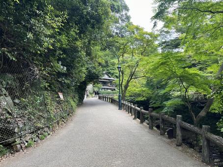 明治の森 箕面国定公園 明治の森 箕面国定公園 箕面,新緑,青もみじの写真素材