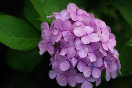 紫陽花 紫陽花の写真