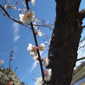 花 花の写真