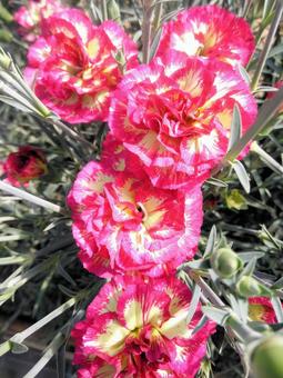 温室栽培のカーネーション 温室栽培のカーネーション 母の日,カーネーション,花の写真素材