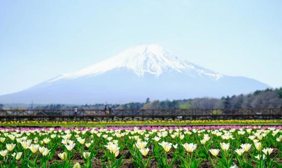 Mount Fuji and Tulips at Hana no Miyako Park, JPG Mount Fuji and Tulips at Hana no Miyako Park, JPG