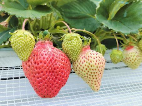 House cultivation strawberry 007, strawberry, strawberry picking, strawberry, JPG