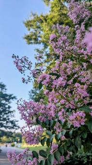 The contrast between the blue sky and the crape myrtle, JPG