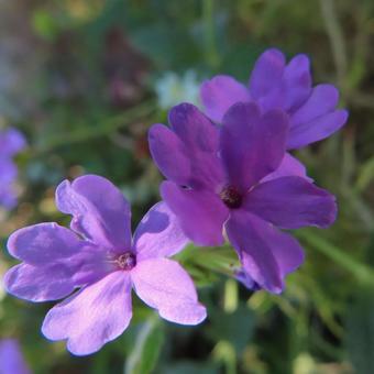 バーベナ バーベナの写真