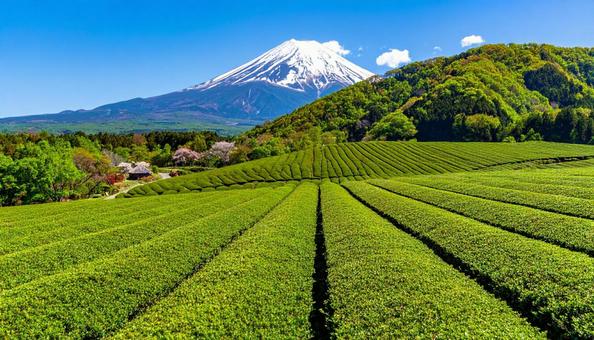 初夏の青空と新緑の茶畑 初夏の青空と新緑の茶畑の写真