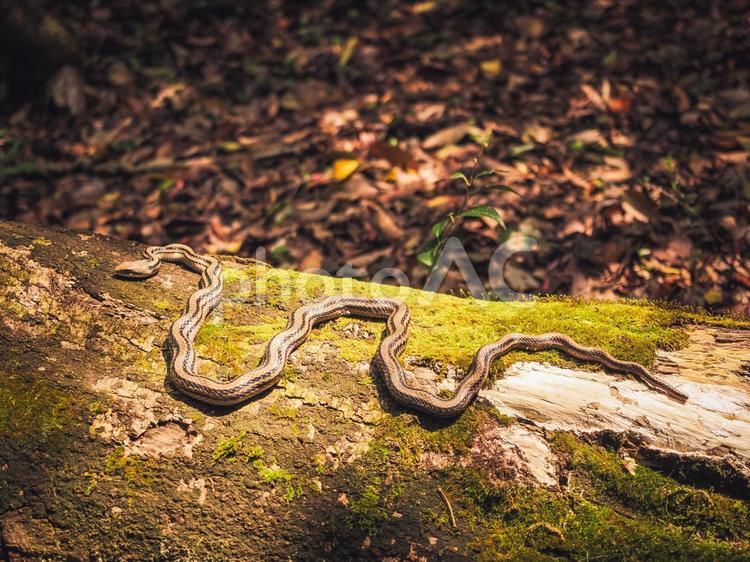 シマヘビのいる風景 シマヘビ,蛇,無毒の写真素材