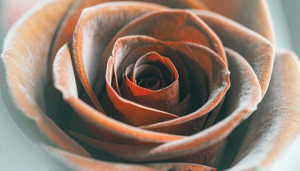 一輪の薔薇の花 一輪の薔薇の花の写真