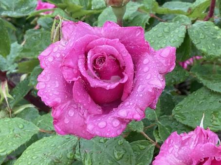 濡れたバラ5 濡れたバラ5 バラ,薔薇,雫の写真素材