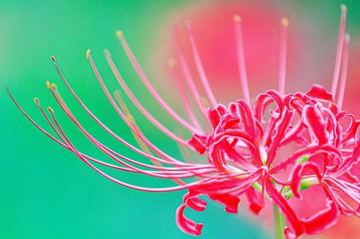 彼岸花 曼珠沙華 彼岸花 曼珠沙華の写真