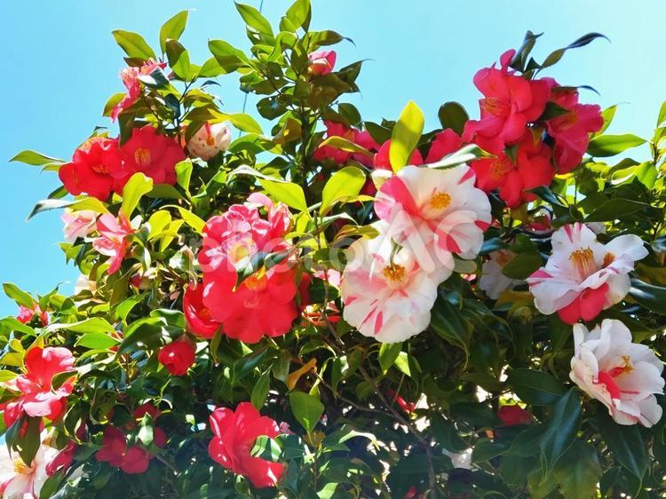 複数の表情を見せるツバキ 花,ツバキ,椿の写真素材