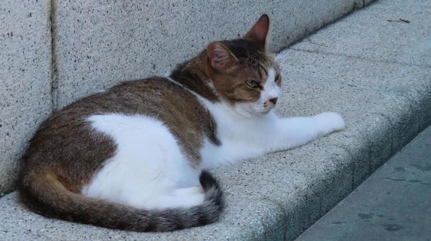 A fluffy and cunning cat whose daily routine is to enjoy the cool evening air., cat, kisishiro, lie down, JPG