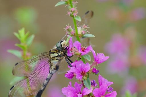 シオカラトンボ（メス）(31) トンボ,シオカラトンボ,メスの写真素材