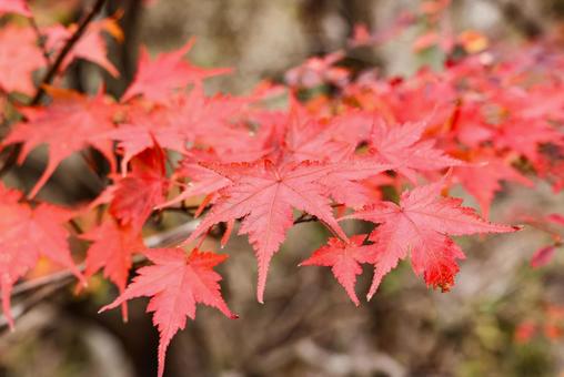 紅葉したカエデ　クローズアップ 紅葉,楓,もみじの写真素材