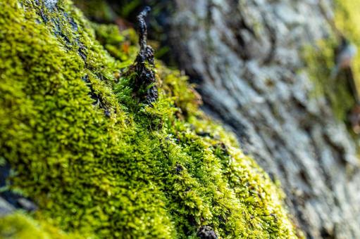 癒しの苔 癒しの苔 苔,コケ,緑の苔の写真素材