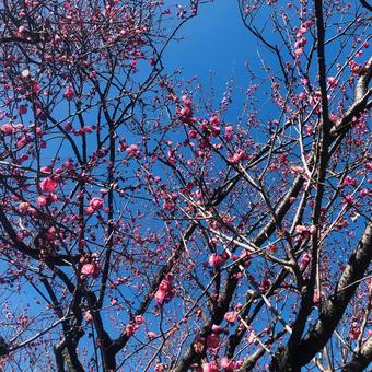 Photo, বসন্ত, ফুল, মৌসুমি, 