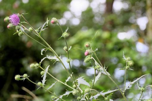 thistle, JPG