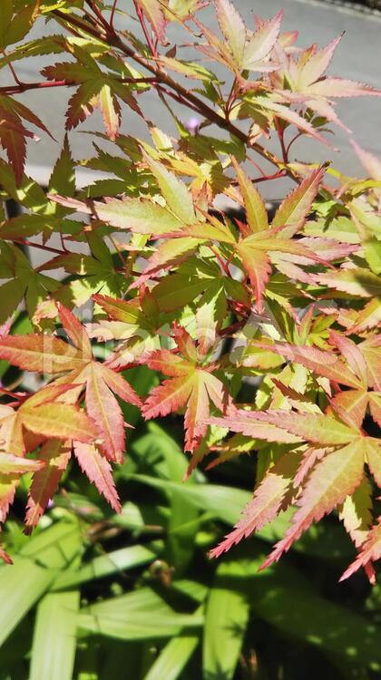 紅葉の若葉はなぜ赤い？ 紅葉,若葉,新緑の写真素材