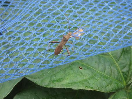 Photo, riptortus pedestrianis, bug, pest, 