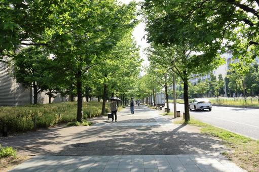 初夏の散歩道 初夏の散歩道 散歩道,自然,植物の写真素材