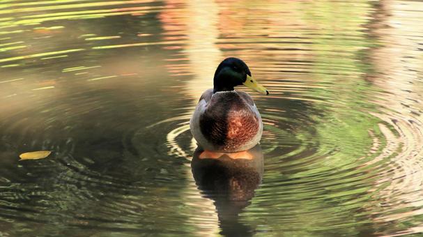紅葉の頃の池にたたずむマガモのオス マガモ,秋,渡り鳥の写真素材