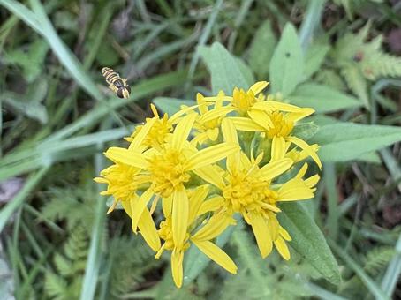 アキノキリンソウとヒラタアブ 07 扁虻,虫,昆虫の写真素材