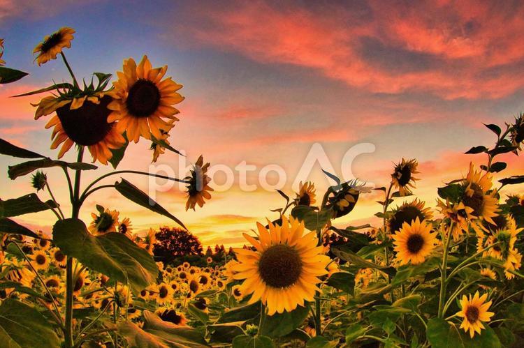 ヒマワリ畑の夕焼け ヒマワリ,向日葵,ひまわりの写真素材