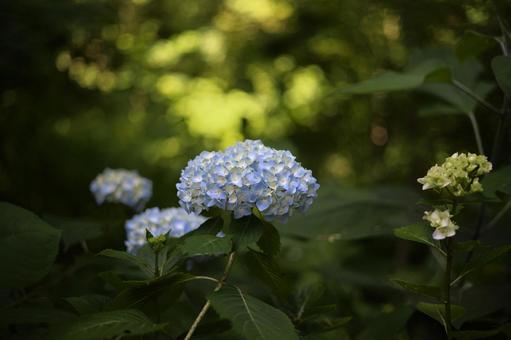 綺麗なあじさい 綺麗なあじさい アジサイ,植物,花の写真素材