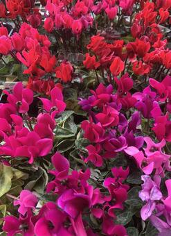 シクラメン　花 花,園芸,ガーデニングの写真素材