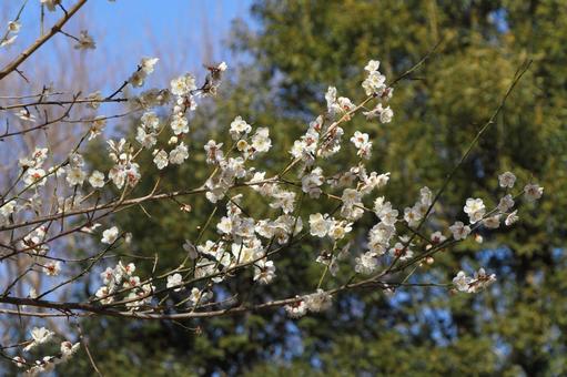 満開の梅の花 満開の梅の花の写真