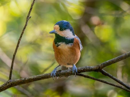 枝にとまるヤマガラ ヤマガラ,野鳥,鳥の写真素材