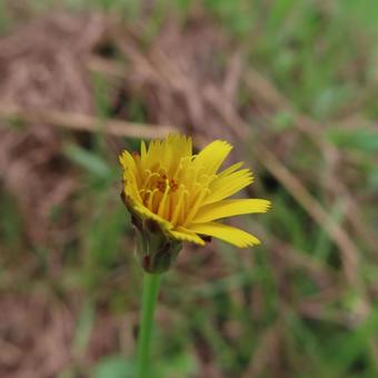 ブタナ(豚菜) ブタナ(豚菜)の写真