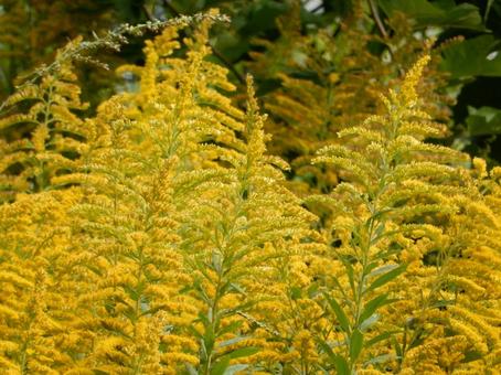 【花の写真】セイタカアワダチソウ セイタカアワダチソウ,背高泡立草,黄色の写真素材