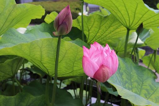 蓮の花 蓮の花 蓮,ハス,つぼみの写真素材
