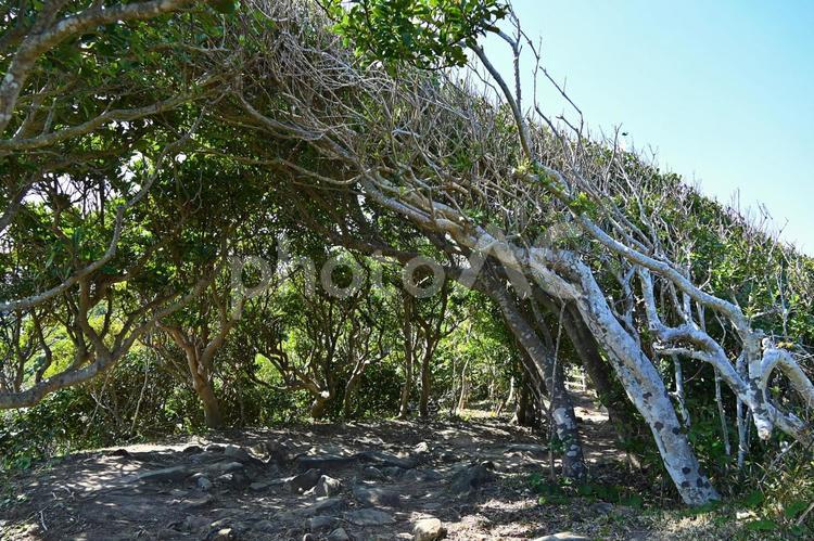 梶取埼灯台　燈明台　公園 梶取埼灯台,和歌山県東牟婁郡太地町梶取崎,梶取埼ナミノリ礁照射灯の写真素材