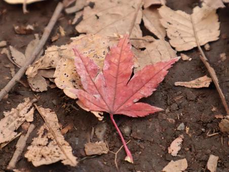 秋の終わりの紅葉 秋,めぶき,秋の訪れの写真素材