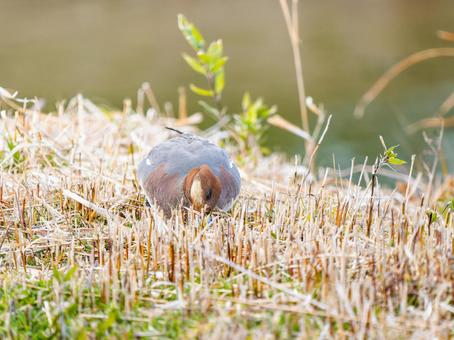 Wigeon duck walking on the ground, JPG