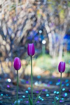 綺麗なピンクのアイスチューリップの蕾 綺麗なピンクのアイスチューリップの蕾 アイスチューリップ,チューリップ畑,チューリップの写真素材