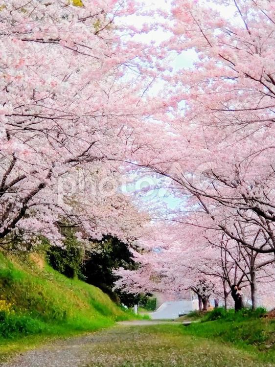 春の満開の桜②　桜並木 春,ソメイヨシノ,ピンクの写真素材