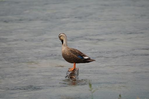 カルガモ カルガモ カルガモ,野鳥,鳴くの写真素材