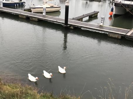 可愛いアヒル アヒル,可愛い,自然の写真素材