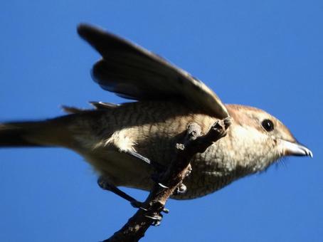 飛び立つモズの写真