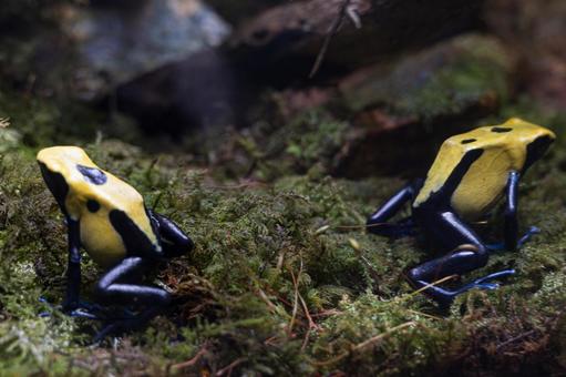 小さいけれど・・毒ガエル2 小さいけれど・・毒ガエル2の写真